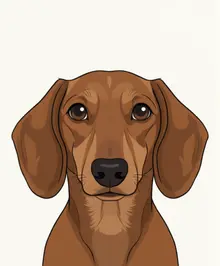 AI-Dachshund 62 dachshund dog