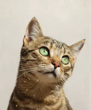 AI-Tabby 450 cat